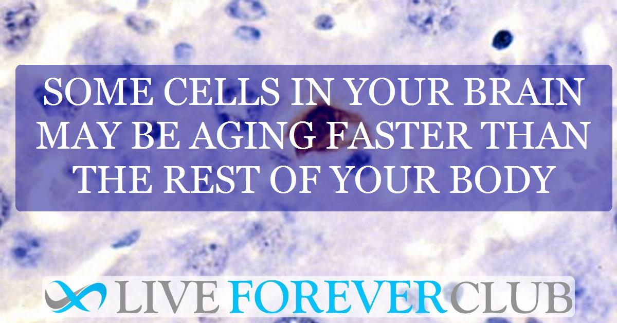 Some cells in your brain may be aging faster than the rest of your body