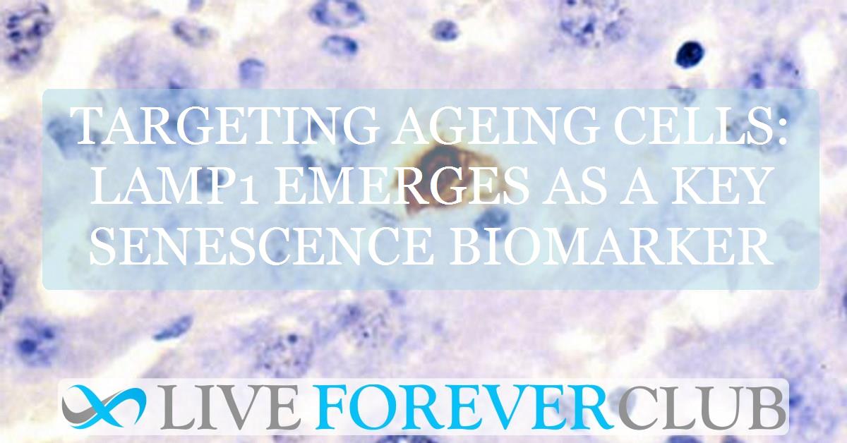 Targeting ageing cells: LAMP1 emerges as a key senescence biomarker