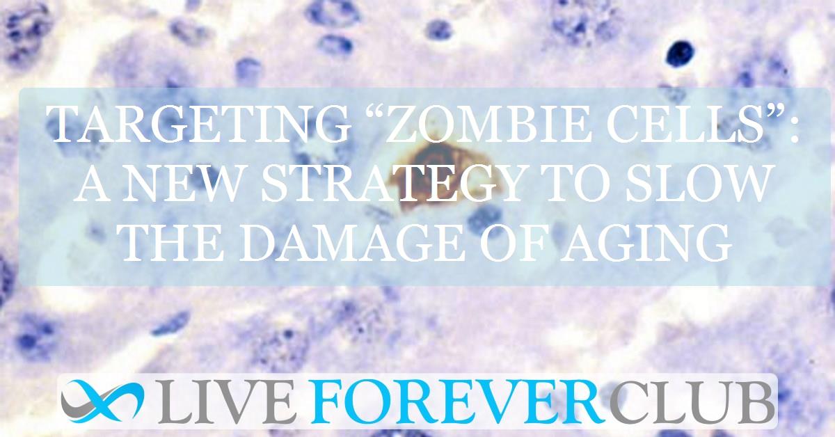 Targeting “zombie cells”: A new strategy to slow the damage of aging