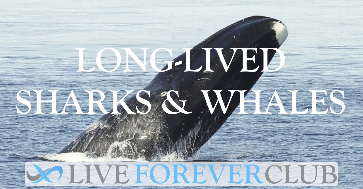 Long-Lived Sharks & Whales