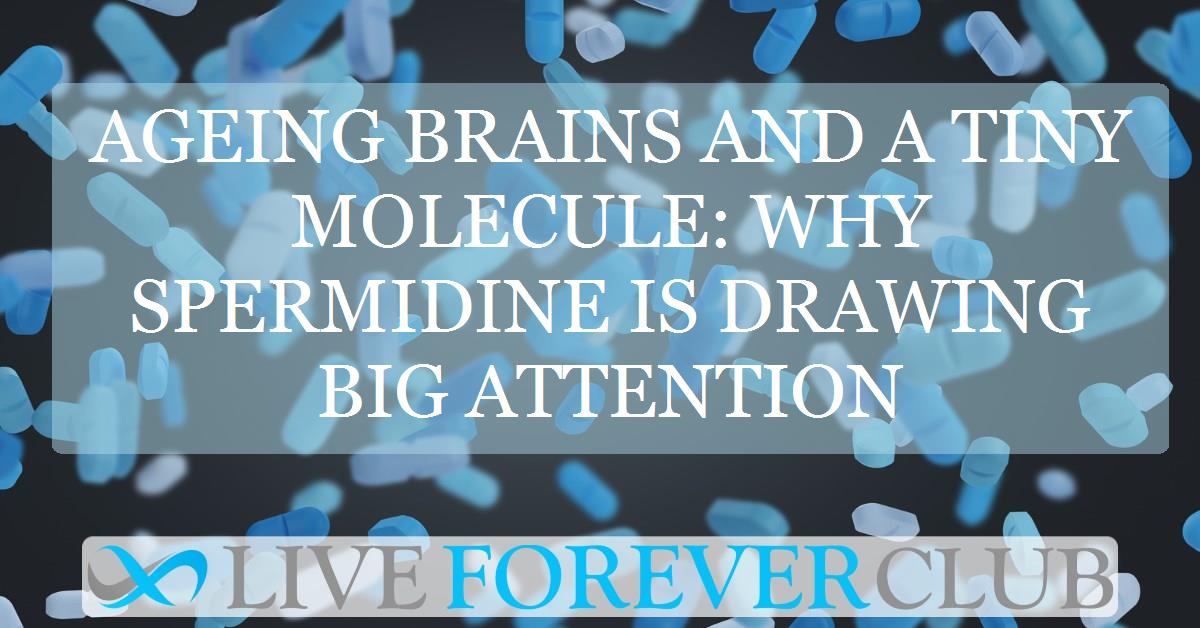Ageing brains and a tiny molecule: why spermidine is drawing big attention