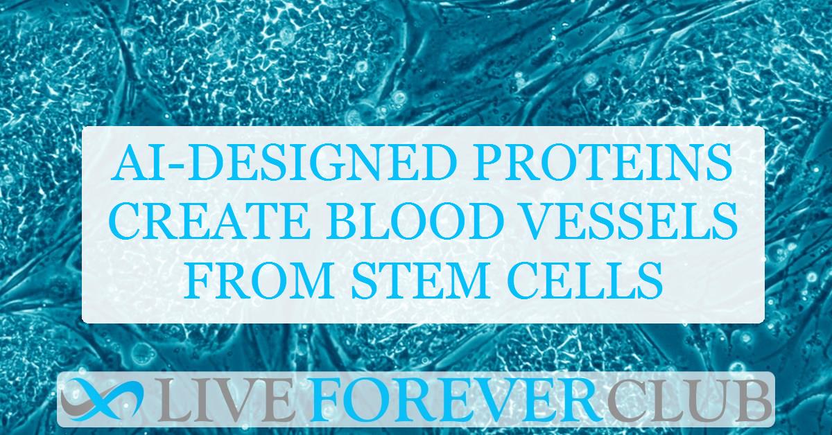 AI-designed proteins create blood vessels from stem cells