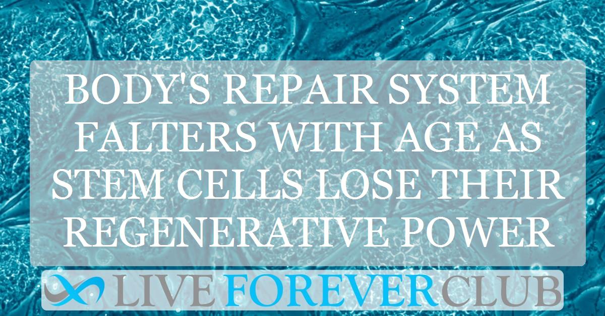 Body's repair system falters with age as stem cells lose their regenerative power