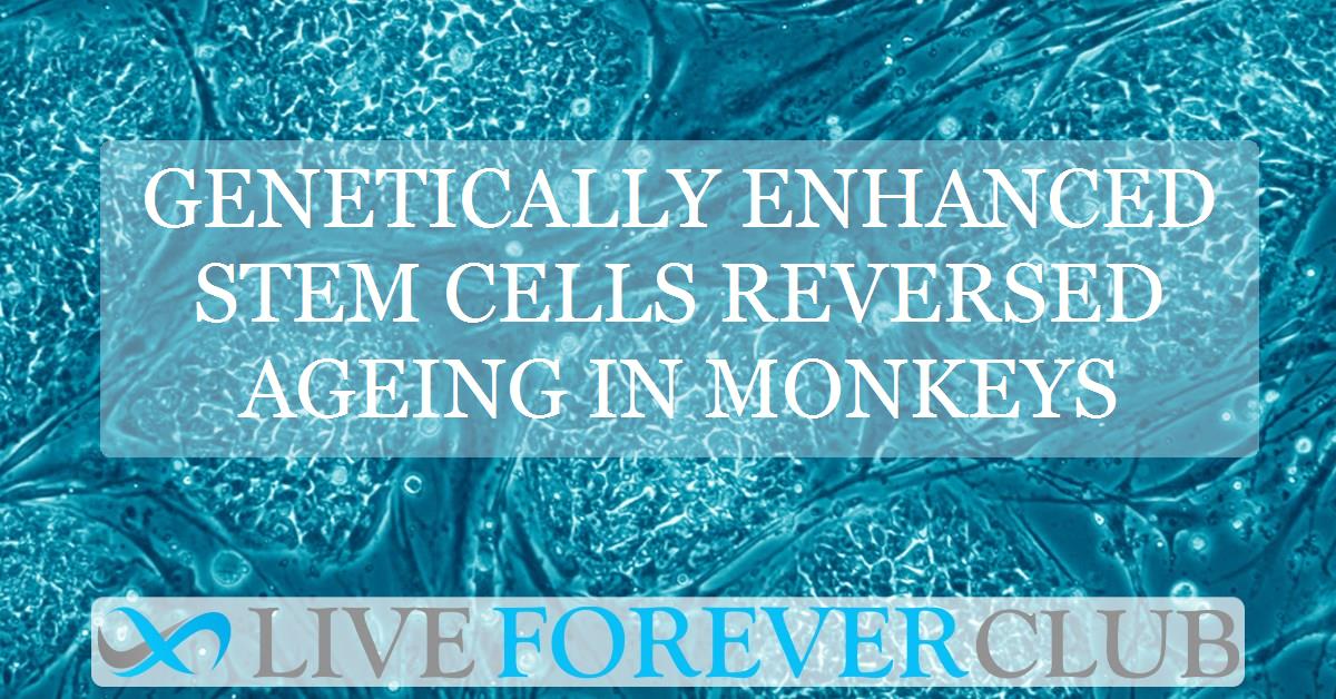 Genetically enhanced stem cells reversed ageing in monkeys