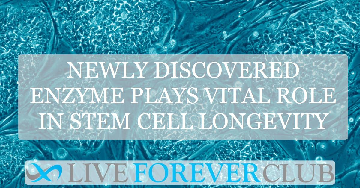 Newly discovered enzyme plays vital role in stem cell longevity