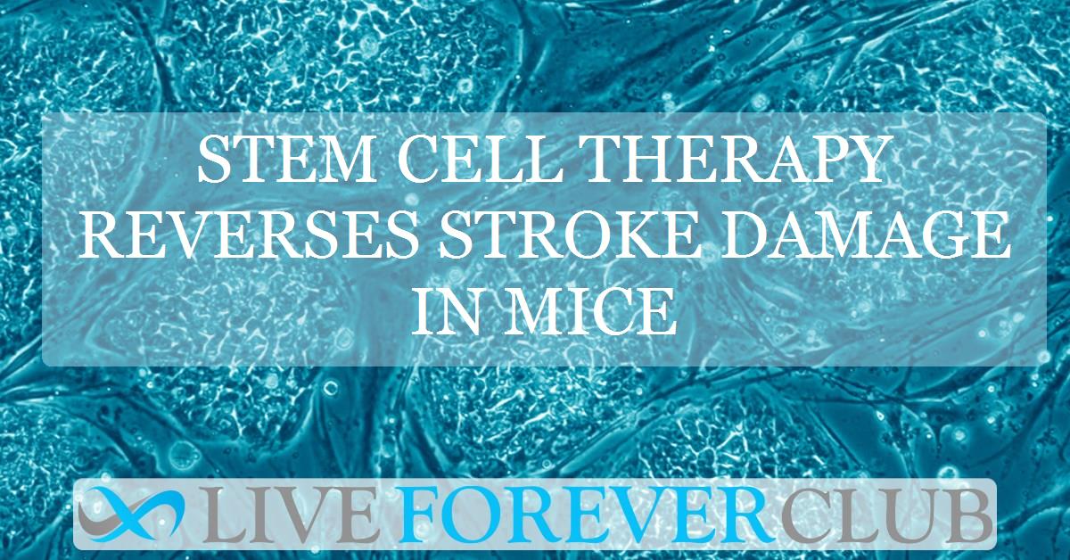 Stem cell therapy reverses stroke damage in mice