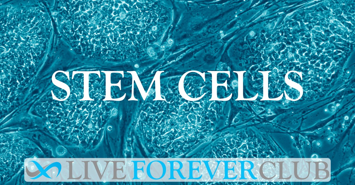 Stem Cells