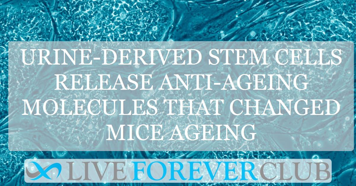 Urine-derived stem cells release anti-ageing molecules that changed mice ageing