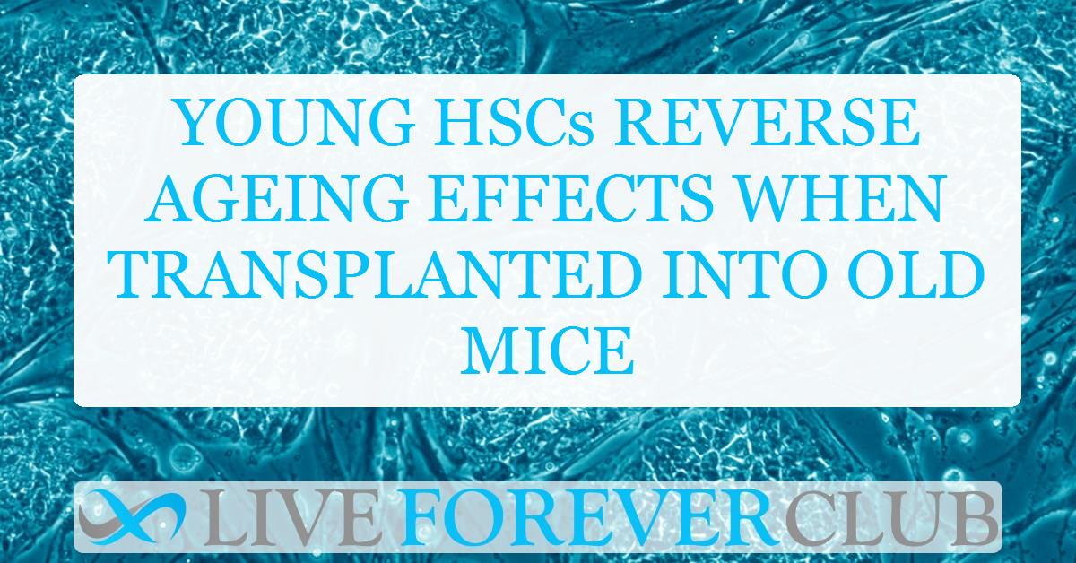 Young HSCs reverse ageing effects when transplanted into old mice