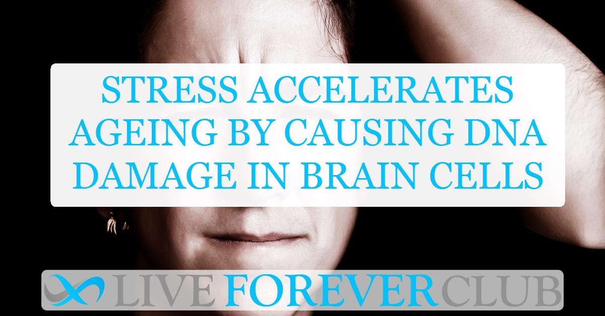 Stress accelerates ageing by causing DNA damage in brain cells