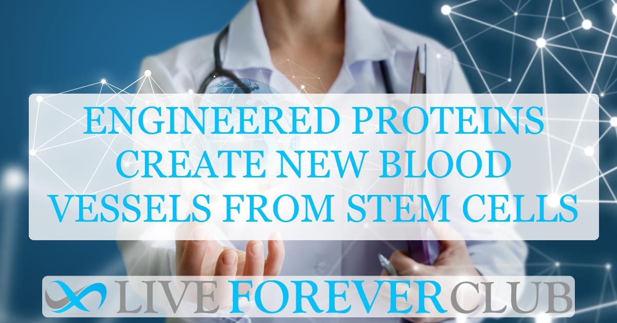 Engineered proteins create new blood vessels from stem cells