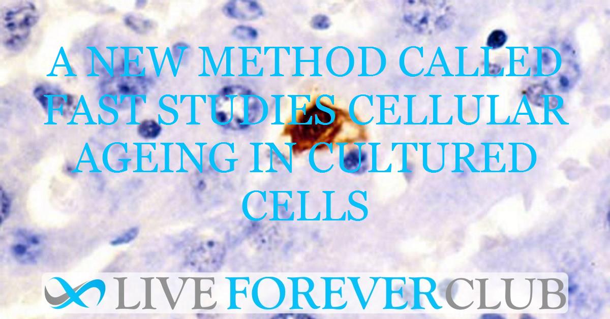 A new method called FAST studies cellular ageing in cultured cells