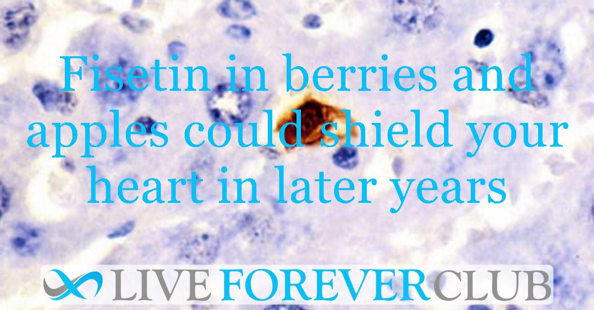 Fisetin in berries and apples could shield your heart in later years
