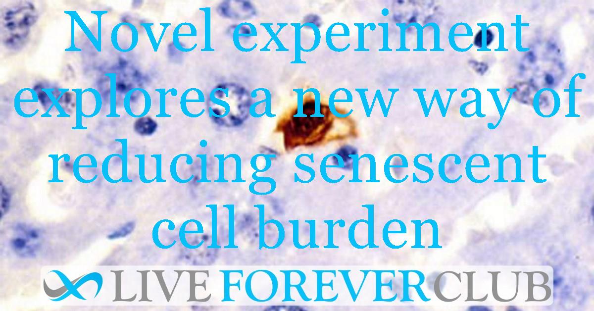Novel experiment explores a new way of reducing senescent cell burden
