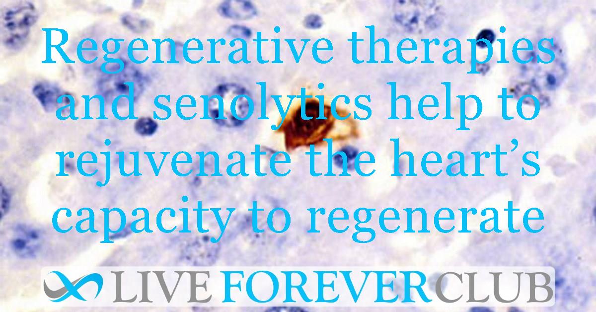 Regenerative therapies and senolytics help to rejuvenate the heart’s capacity to regenerate