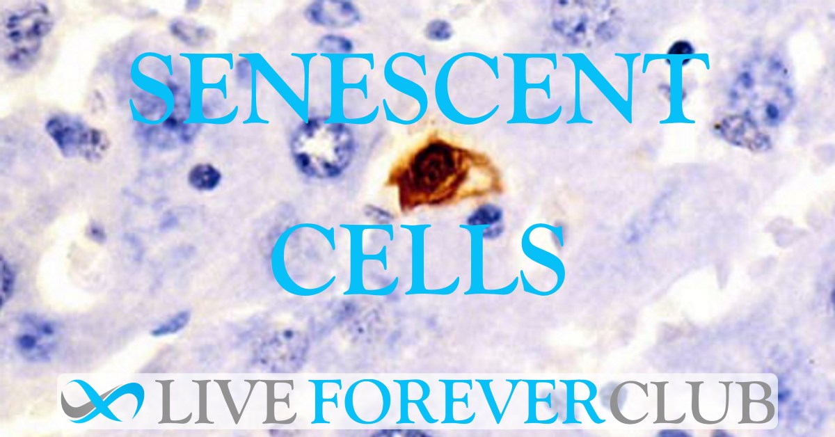 Senescent Cells