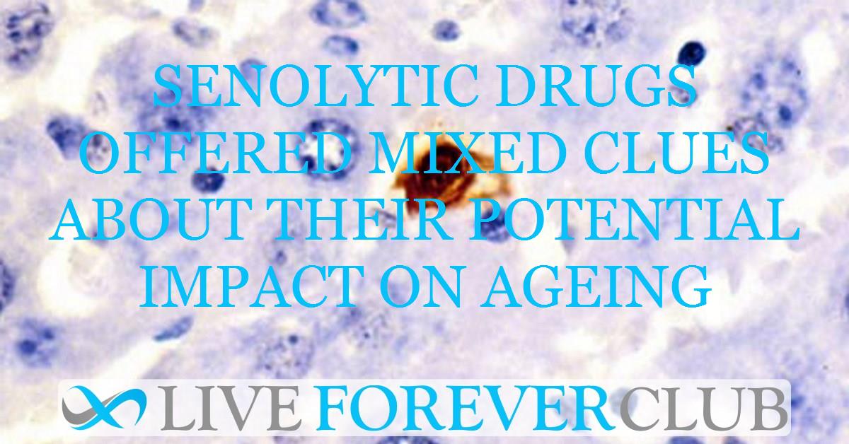 Senolytic drugs offered mixed clues about their potential impact on ageing