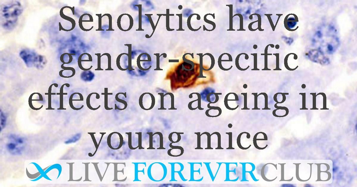 Senolytics have gender-specific effects on ageing in young mice