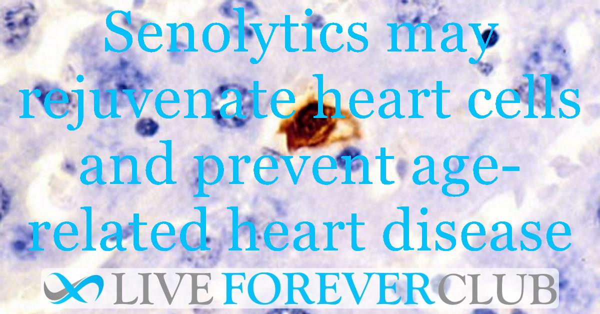 Senolytics may rejuvenate heart cells and prevent age-related heart disease