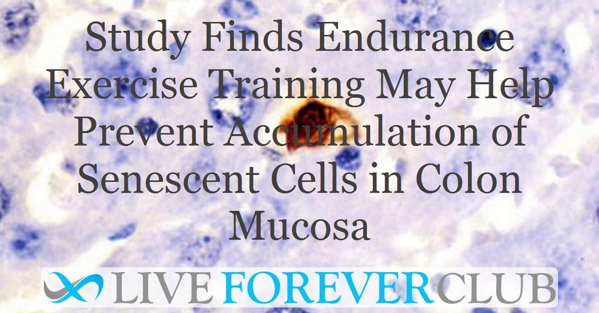 Endurance Exercise Training May Help Prevent Accumulation of Senescent Cells in Colon Mucosa