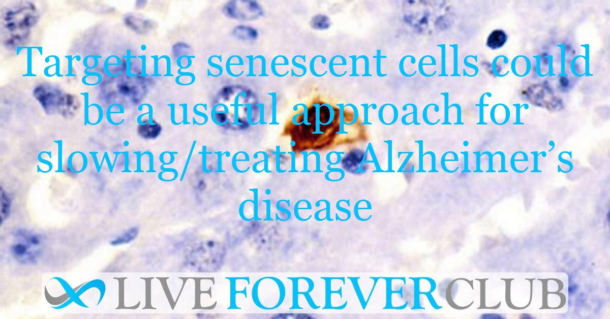 Targeting senescent cells could be a useful approach for slowing/treating Alzheimer’s disease