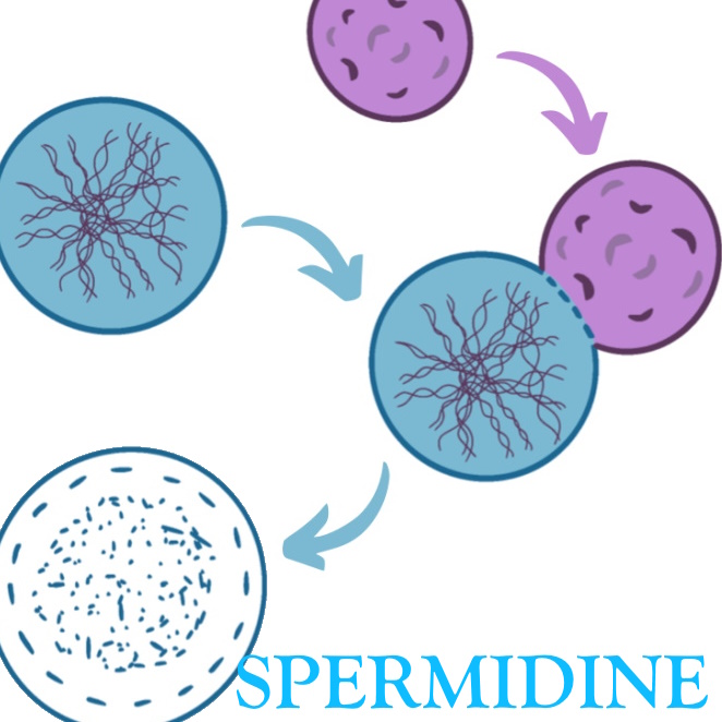Spermidine - the little known, but big hitting anti-ageing supplement