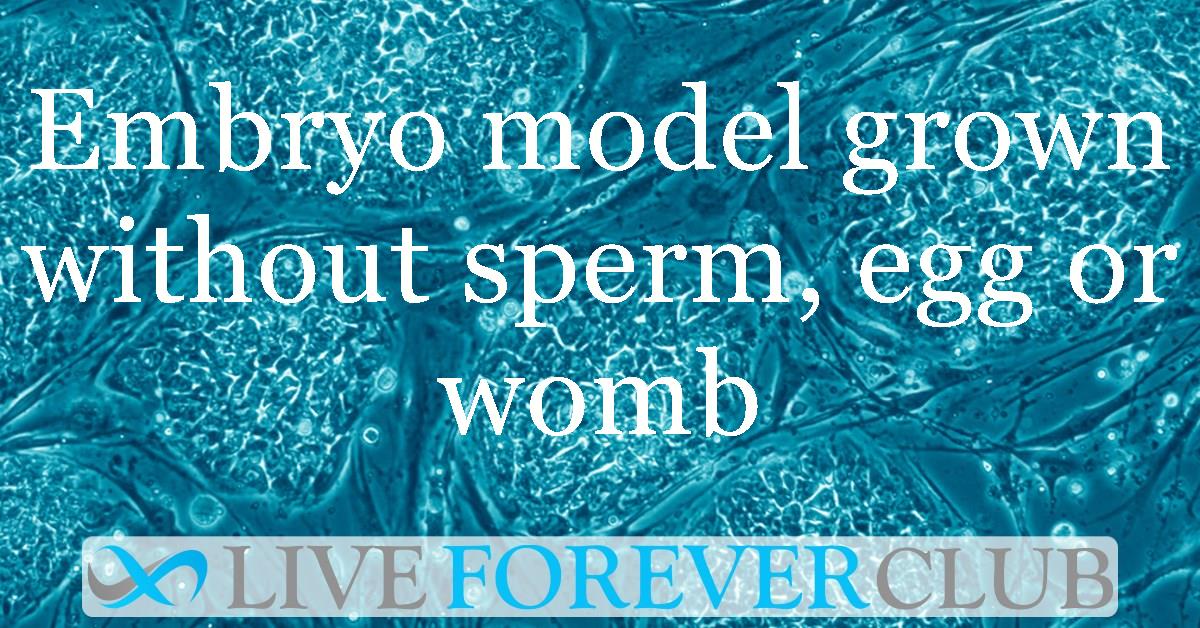 Embryo model grown without sperm, egg or womb: A breakthrough for ethical research