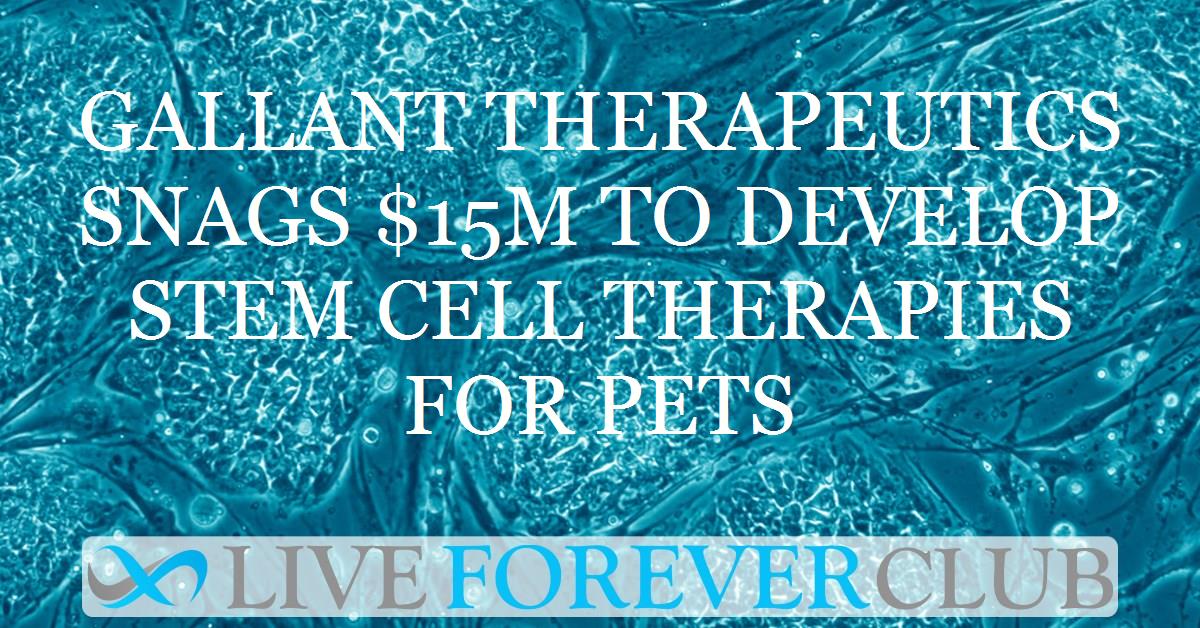 Gallant Therapeutics snags $15M to develop stem cell therapies for pets
