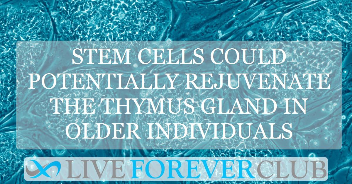 Stem cells could potentially rejuvenate the thymus gland in older individuals
