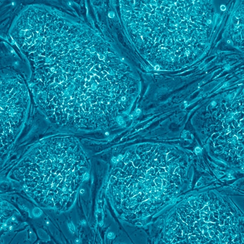 More Stem Cells information, news and resources
