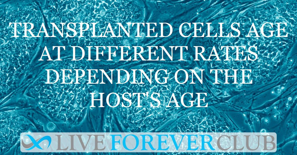 Transplanted cells age at different rates depending on the host's age
