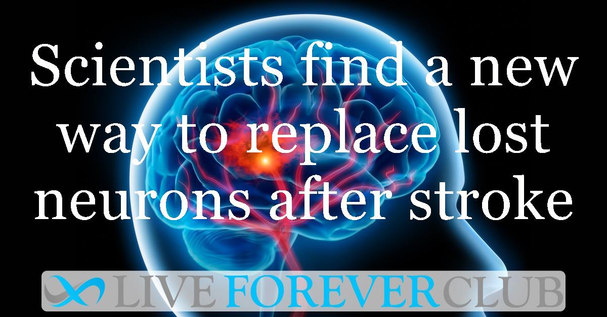Scientists find a new way to replace lost neurons after stroke