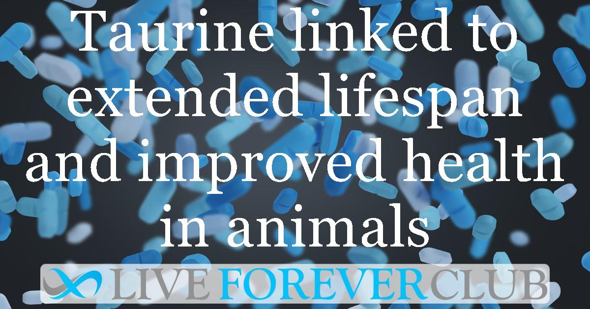 Taurine linked to extended lifespan and improved health in animals