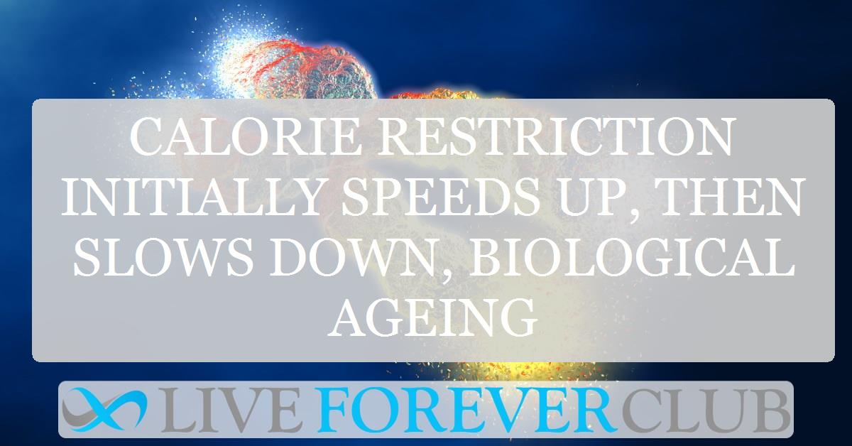 Calorie restriction initially speeds up, then slows down, biological ageing