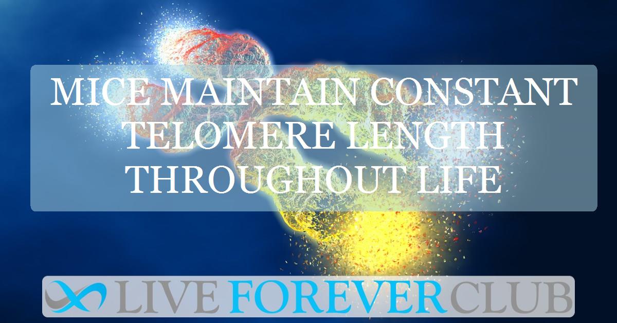 Mice maintain constant telomere length throughout life