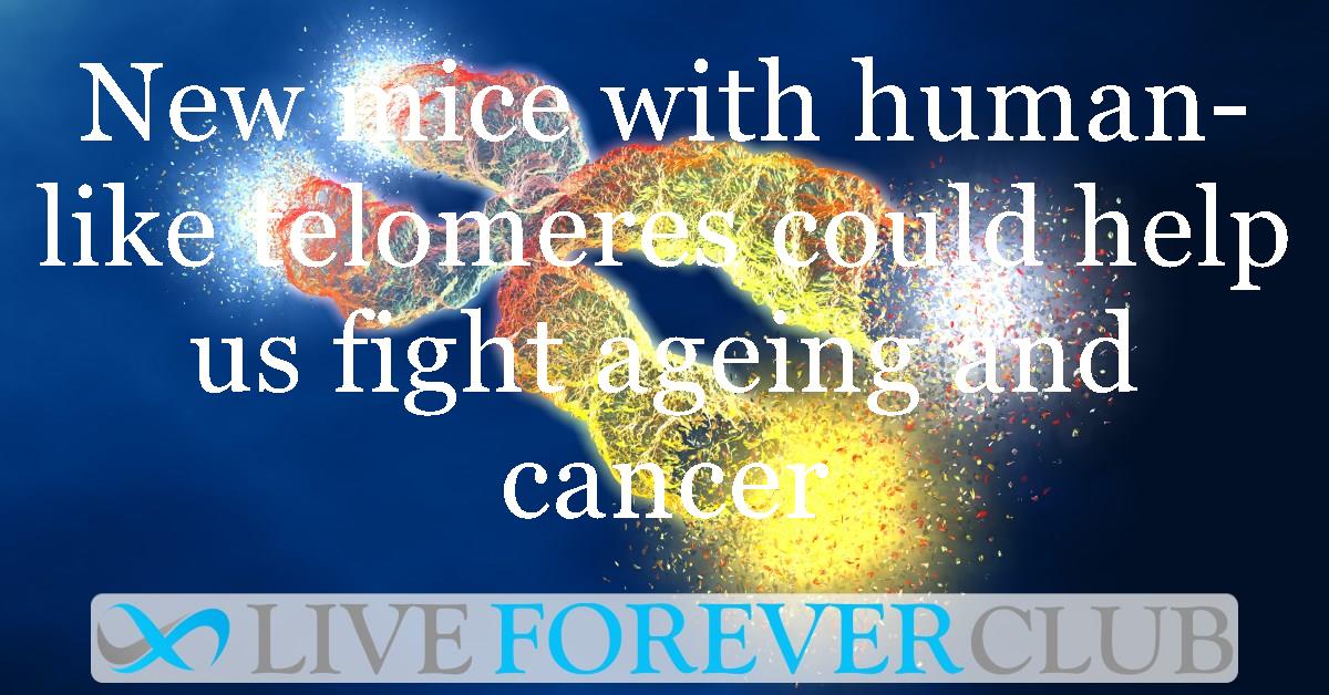 New mice with human-like telomeres could help us fight ageing and cancer
