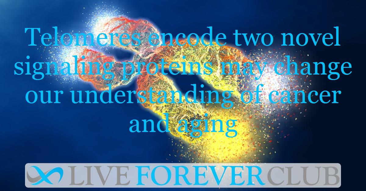 Telomeres encode two novel signaling proteins may change our understanding of cancer and aging