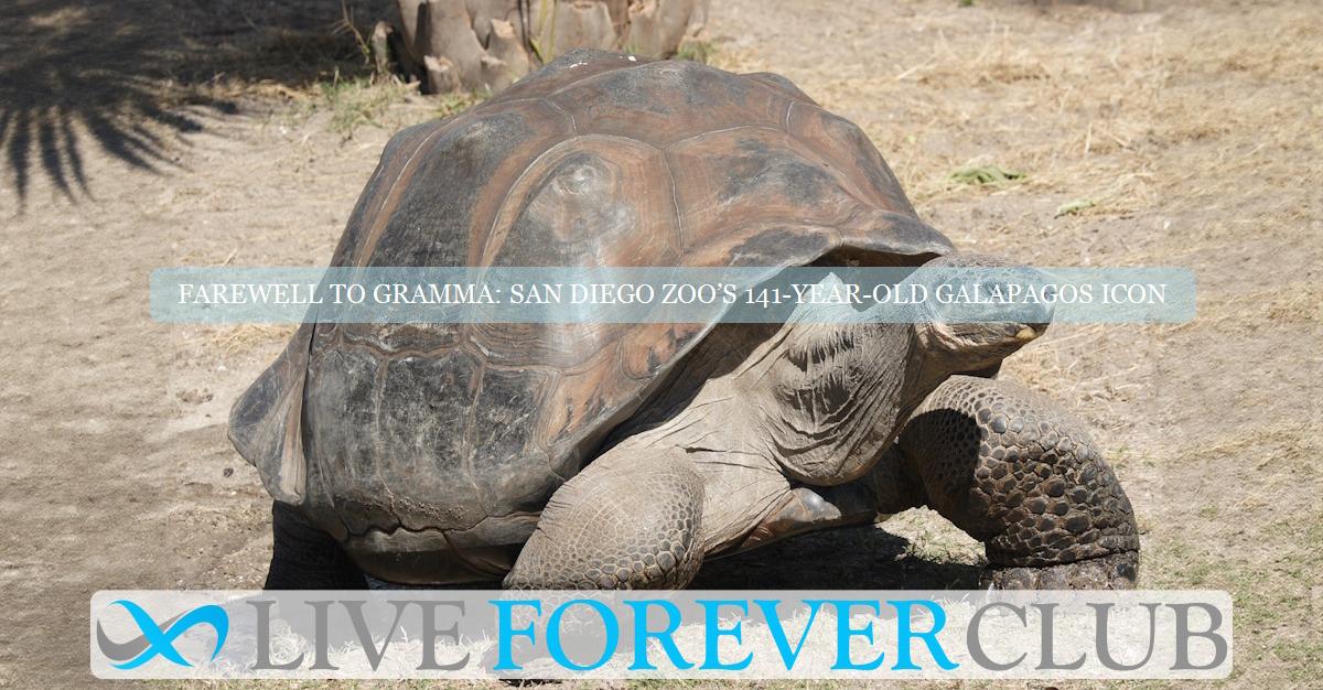 Farewell to Gramma: San Diego zoo’s 141-year-old Galapagos icon