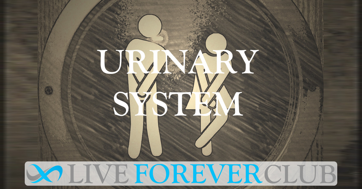 Urinary system