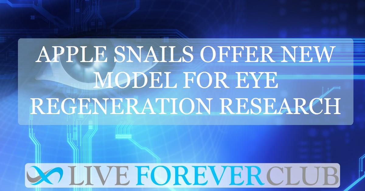 Apple snails offer new model for eye regeneration research