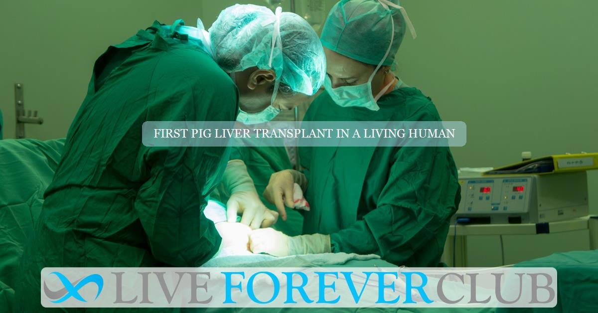 First pig liver transplant in a living human