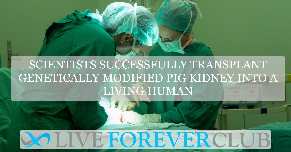 Scientists successfully transplant genetically modified pig kidney into a living human