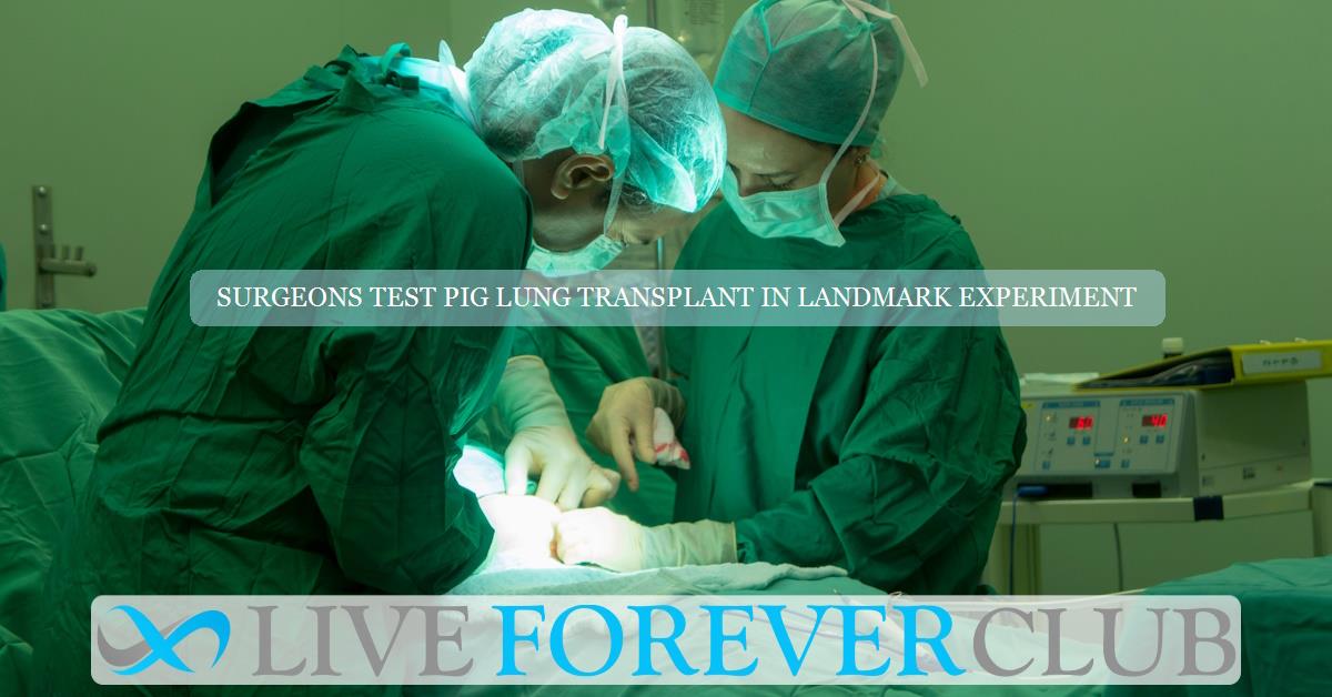 Surgeons test pig lung transplant in landmark experiment
