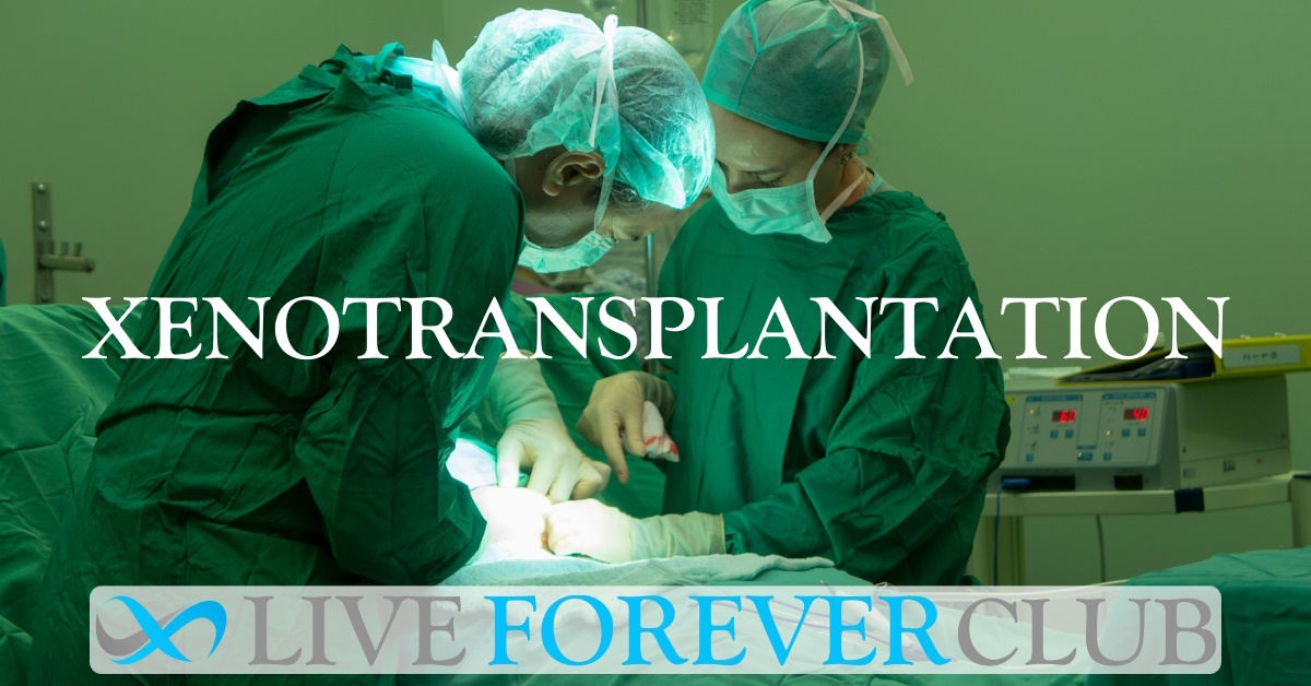 Xenotransplantation