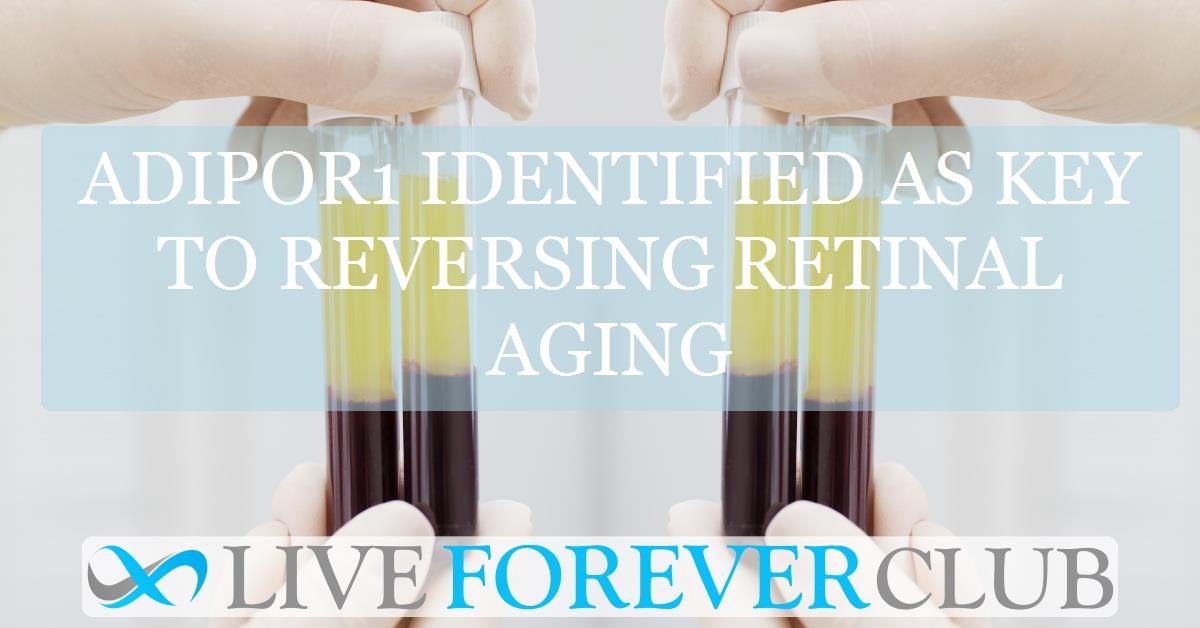 AdipoR1 identified as key to reversing retinal aging