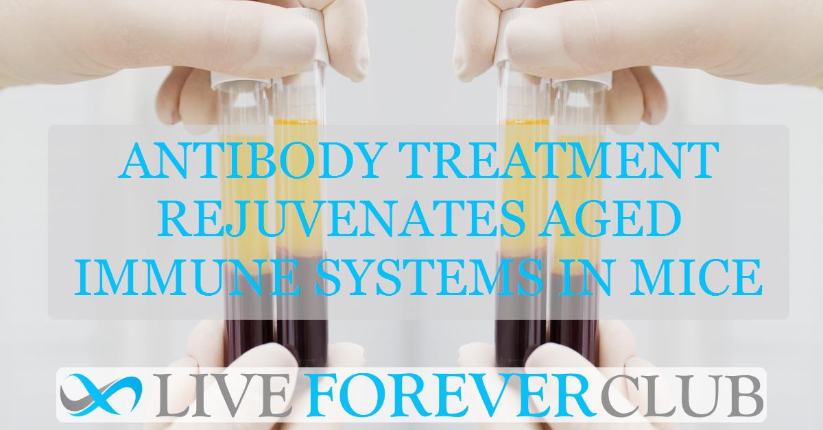 Antibody treatment rejuvenates aged immune systems in mice