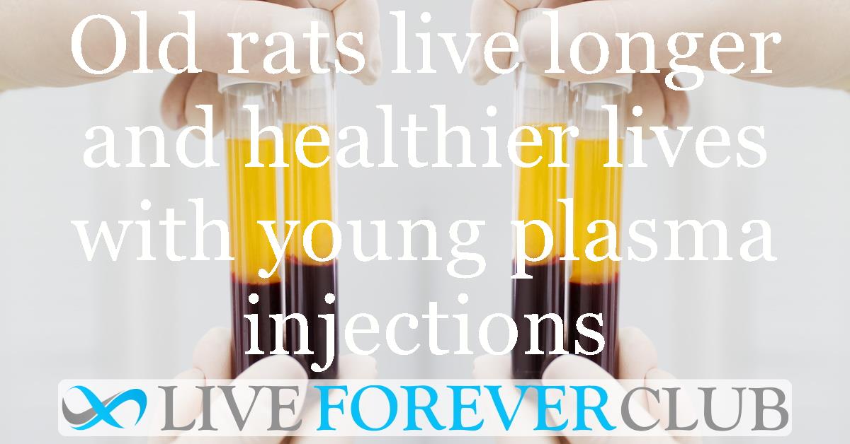 Old rats live longer and healthier lives with young plasma injections