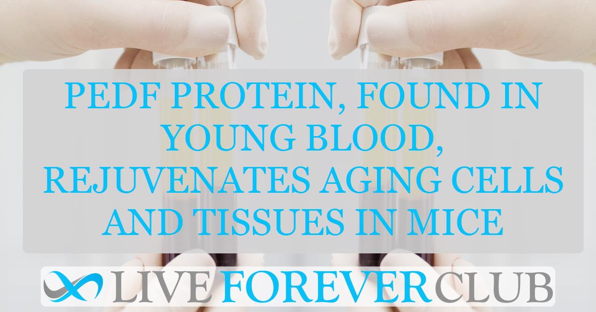 PEDF protein, found in young blood, rejuvenates aging cells and tissues in mice