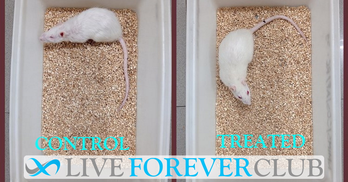 Katcher's Elixir update - 2nd control rat dies, TNF-alpha and IL-6 improvement persists