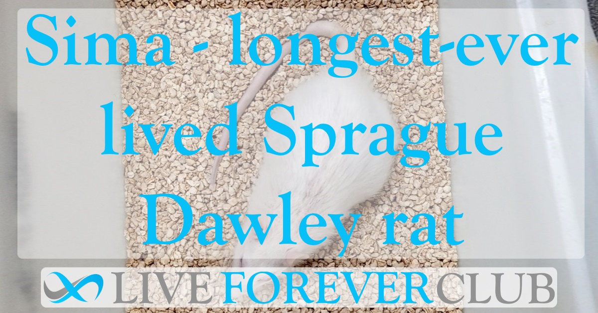 Sima, the 47 months-old Sprague Dawley rat — interview with Dr. Harold Katcher